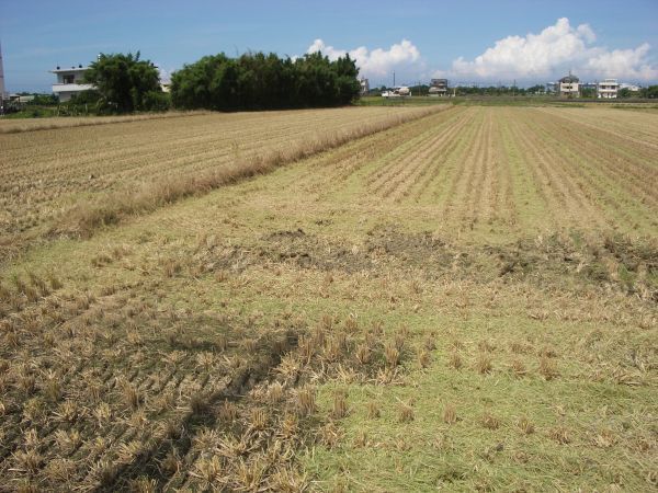 收割后的稻田