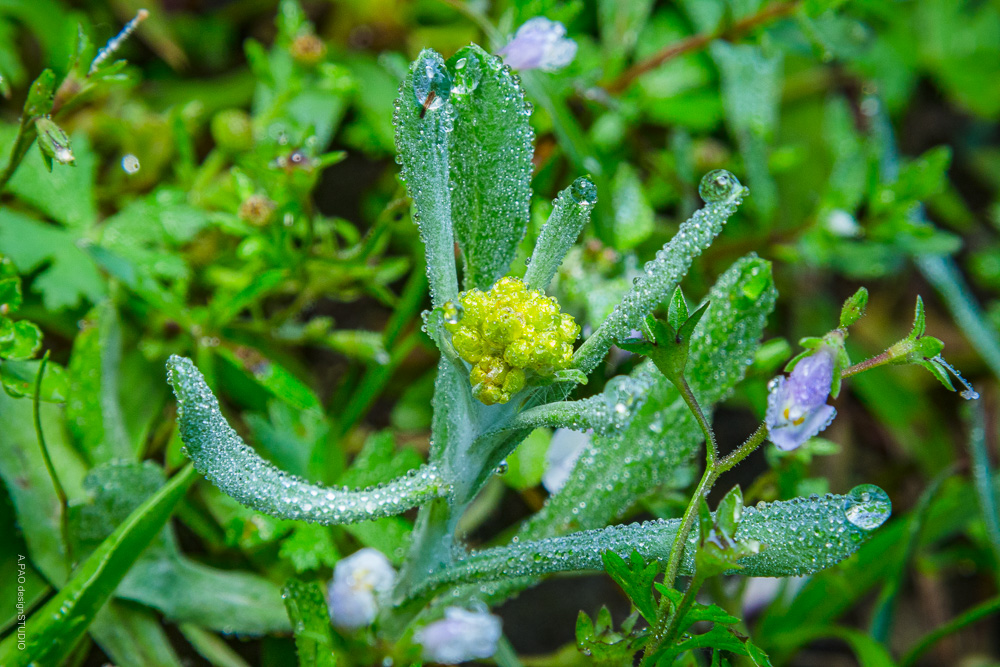 春日复苏的植物，象征着生命的韧性与希望